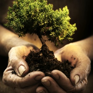 alberi