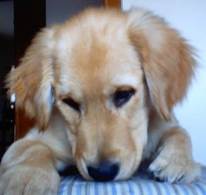 meggy