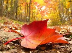 IN-VISTA-DI-UN-CALDO-AUTUNNO_large