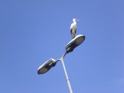 airone_milano