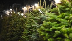 alberi-di-natale-esposti
