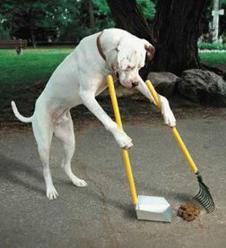cane-raccoglie-cacca