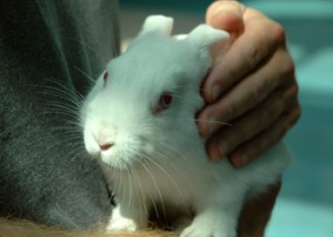 rabbit_day_photo2
